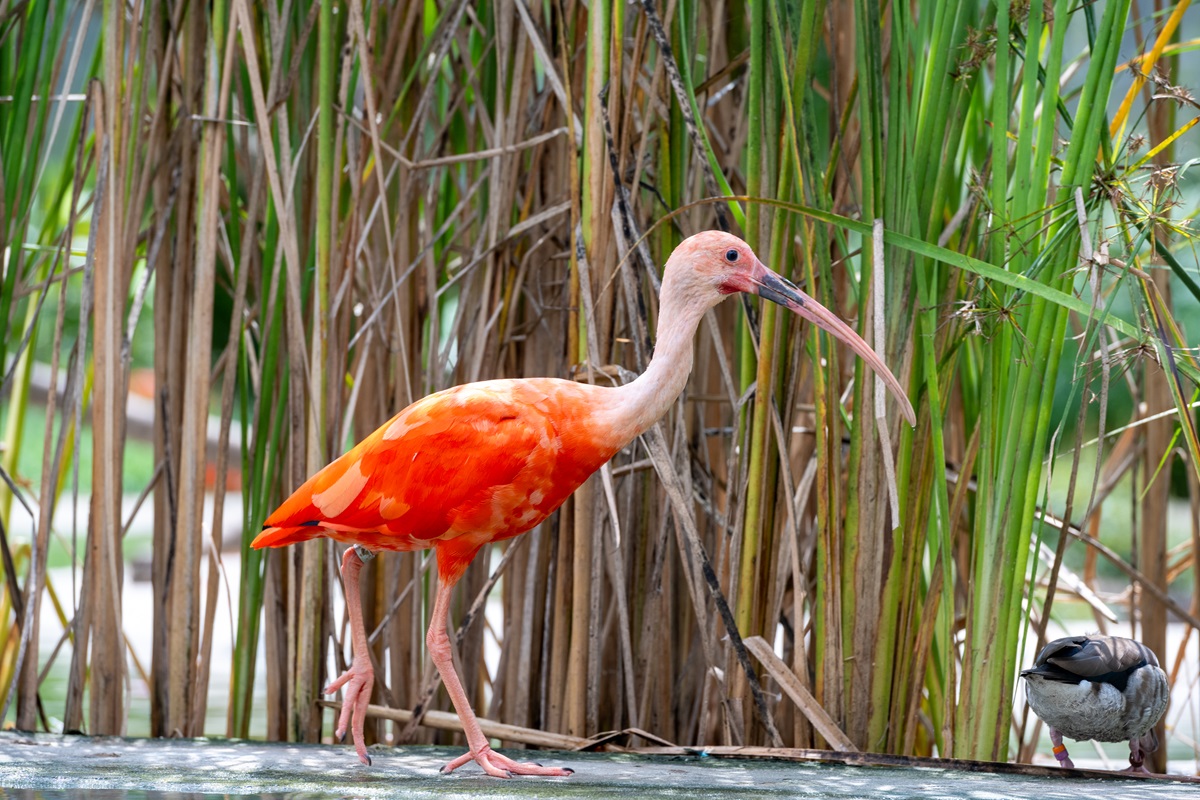 このエリアの中で一際目立つ鮮やかなスカーレット・アイビス（ショウジョウトキ）