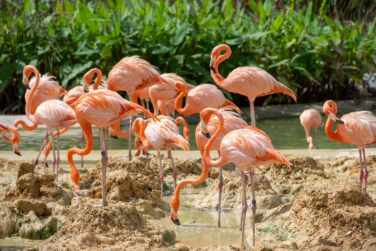 美しいオレンジ色の、アメリカン・フラミンゴ（ベニイロフラミンゴ）