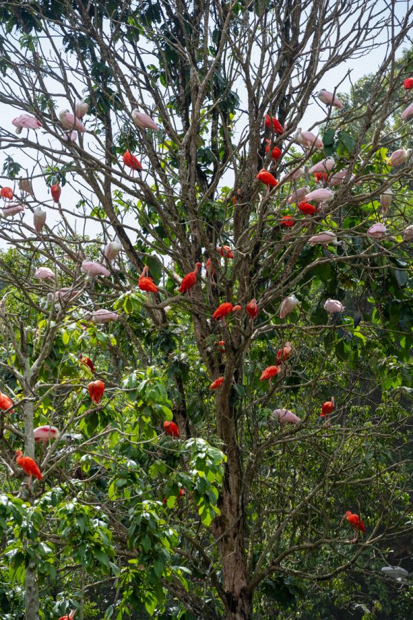 ピンクのヘラサギと赤色のショウジョウトキ。木に留まる姿は、まるで花や果実のよう！