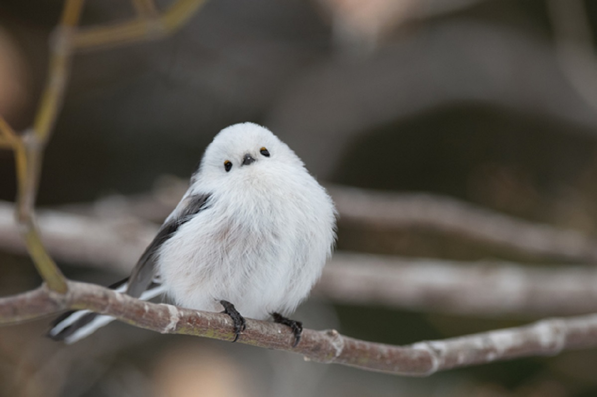 愛らしい姿で「雪の妖精」と呼ばれるシマエナガ／PIXTA