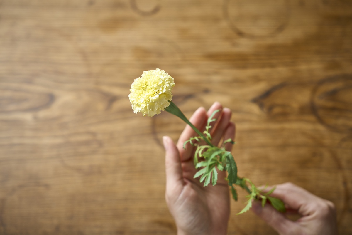 フレンチマリーゴールド