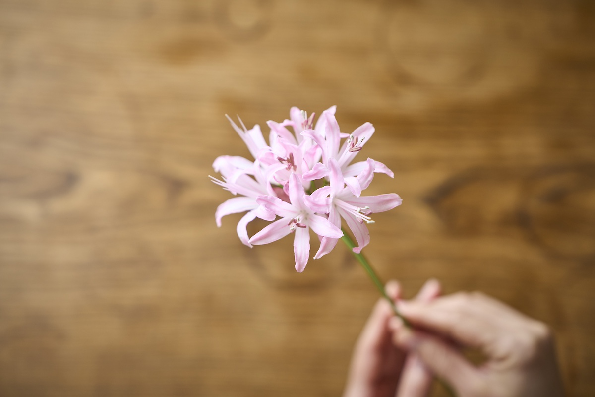 ダイヤモンドリリー