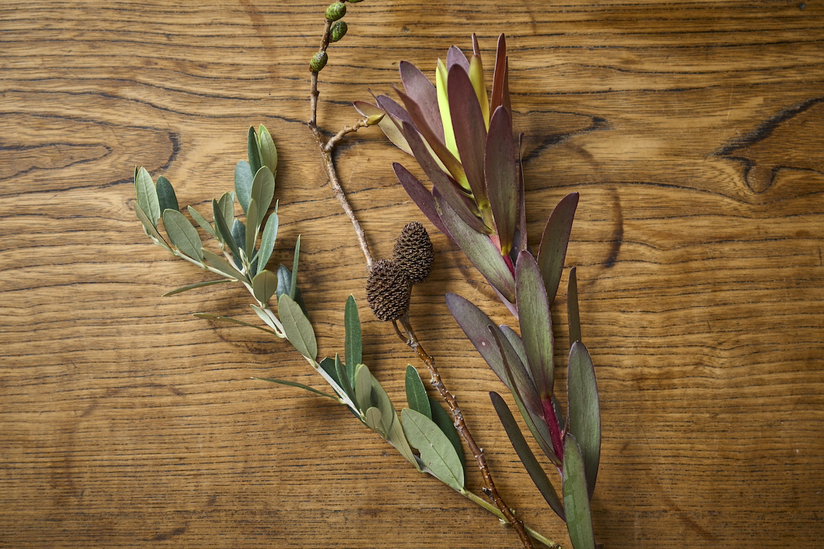 左から、オリーブ、ヤシャブシ、リューカデンドロン