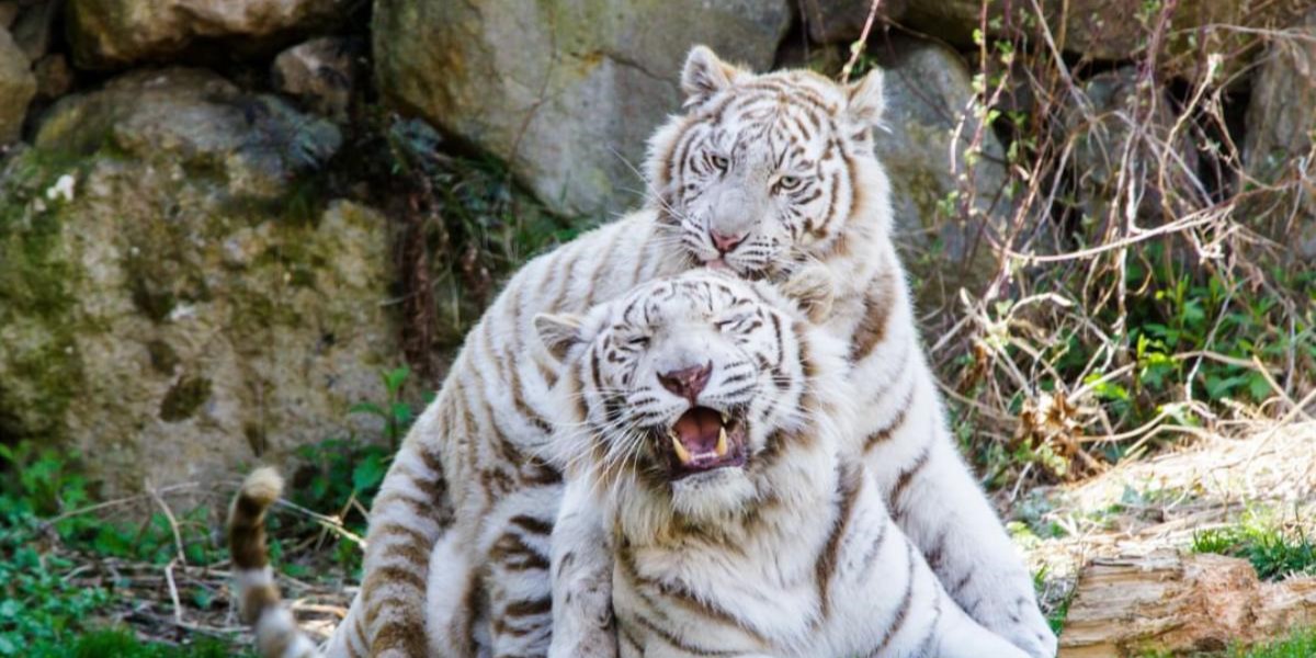 【伊豆アニマルキングダム】キリンやサイに大接近！ まるでサバンナにいるような体験ができるレジャーランド