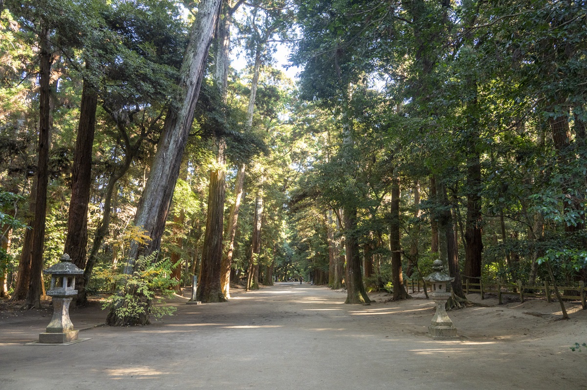 奥参道がのびる鹿島神宮の森。800種を超える植物が息づき、天然記念物に指定されている
