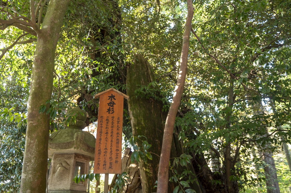 千葉県の天然記念物に指定された巨樹