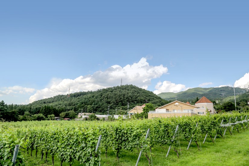 建物のすぐ下にはヴィンヤードが広がります