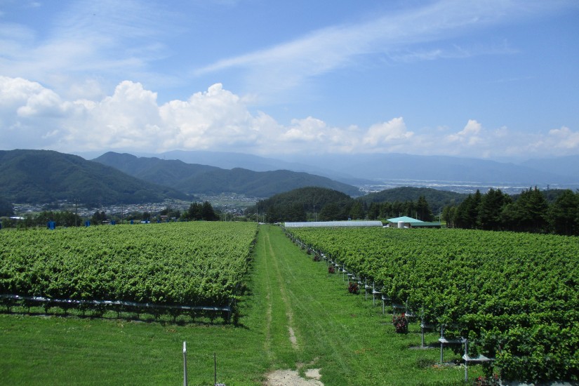 圃場の1つサンサンヴィンヤード柿沢では、シラー・メルロ・シャルドネなどを栽培