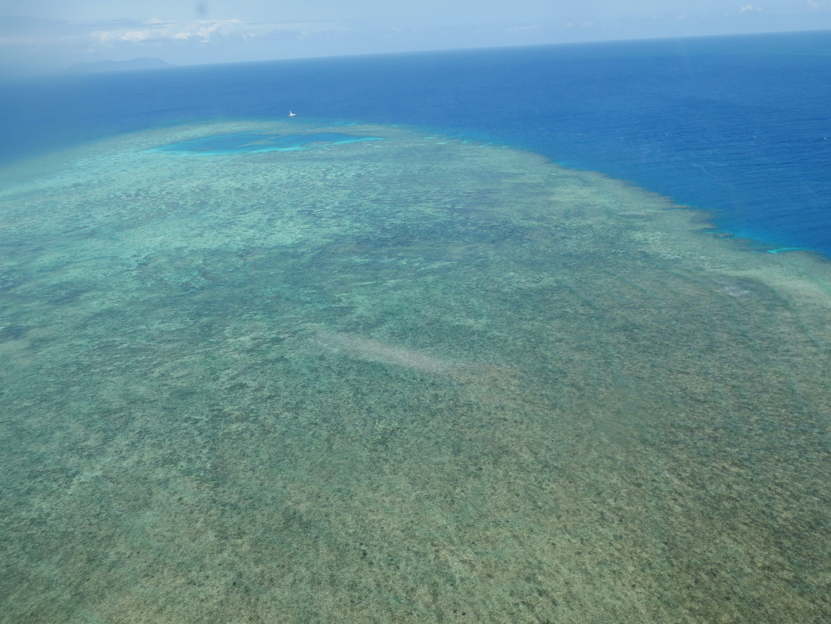 上空から眼下にいる無数の茶色のカメを撮った画像