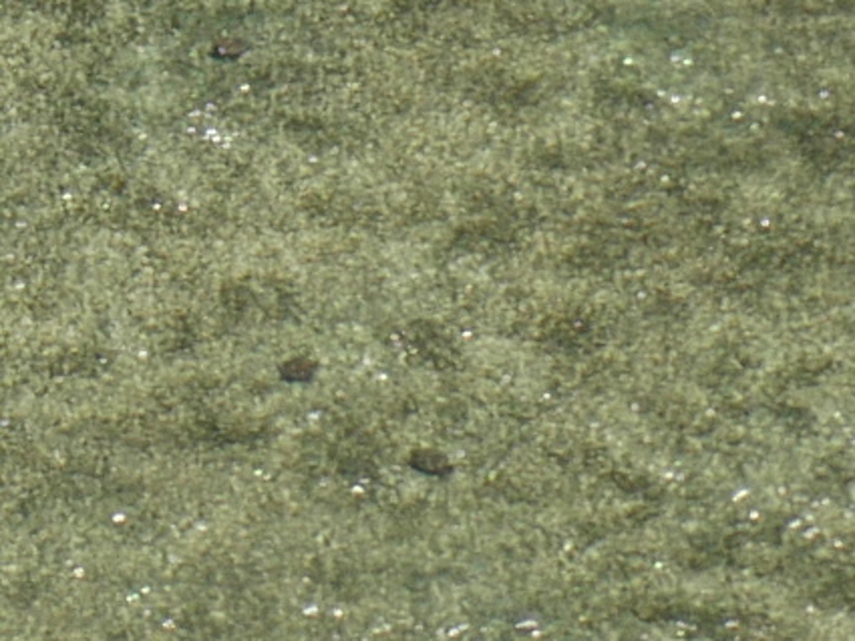 上空から見た海を拡大し、カメが数匹写っている画像