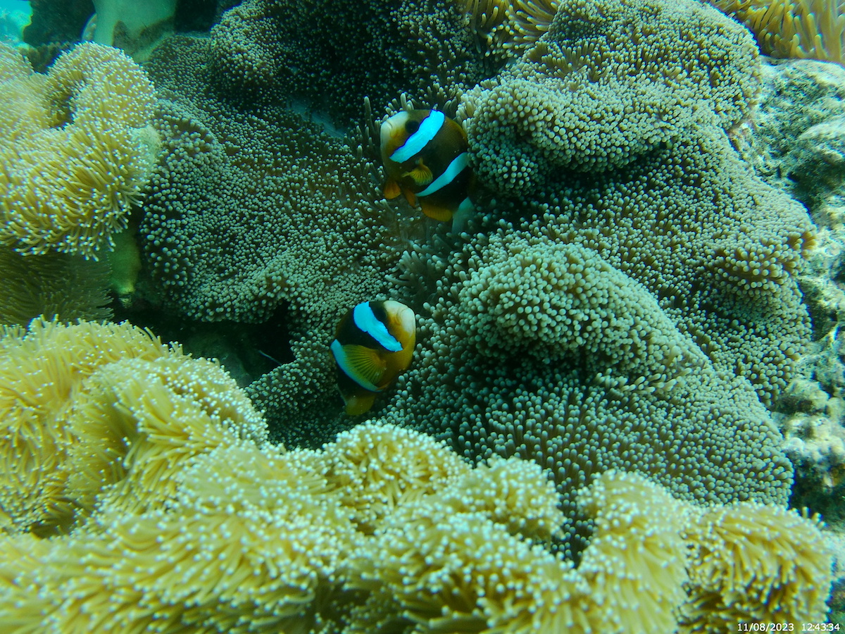 至近距離からグレートバリアリーフのクマノミを撮影した画像