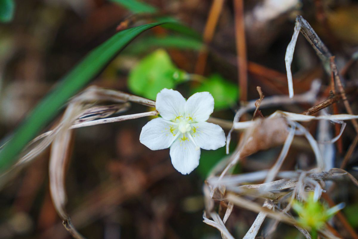山の植物探しも楽しい