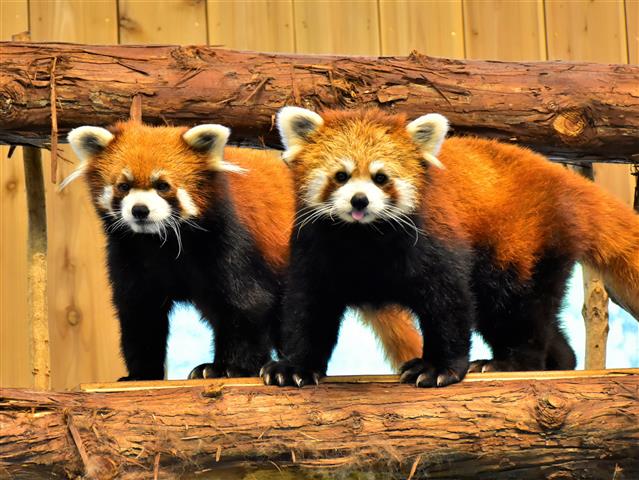 かわいいレッサーパンダ