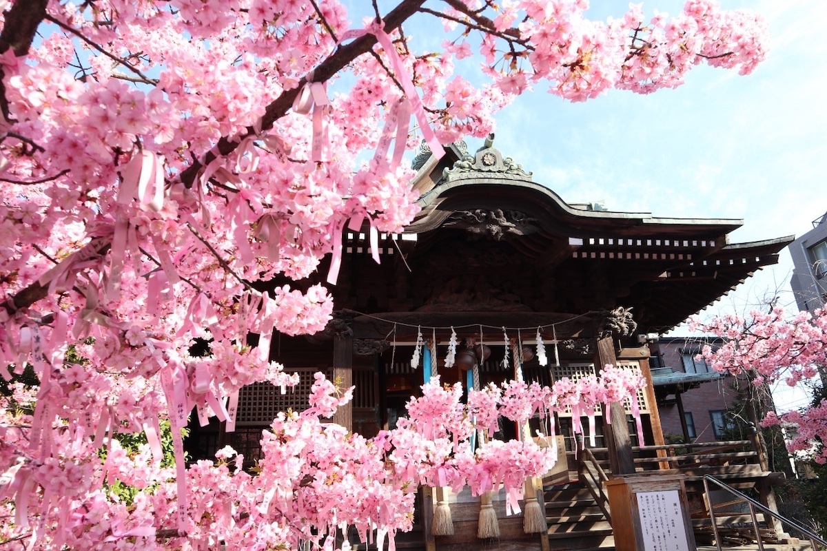 写真提供：桜神宮