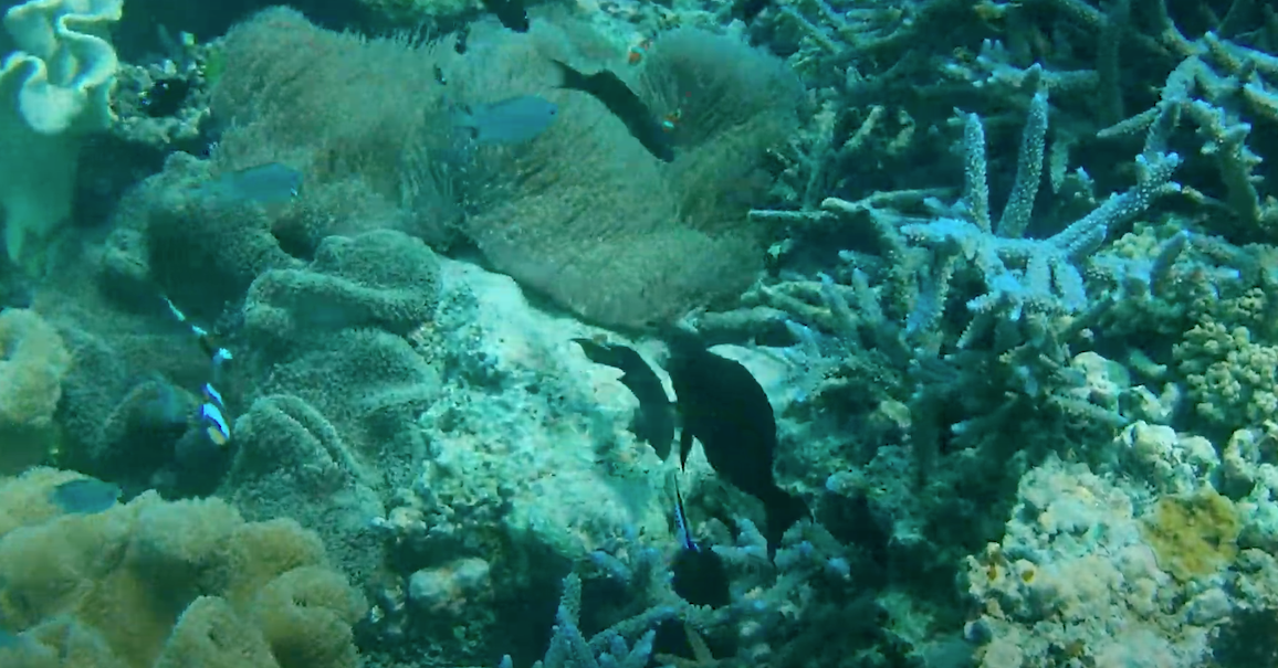 グレートバリアリーフのサンゴ群生に色とりどりの魚が集まっている画像