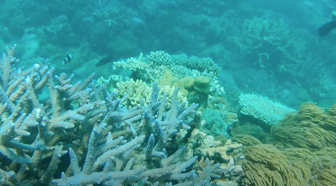 グレートバリアリーフの海中の美しい青いサンゴと魚の画像