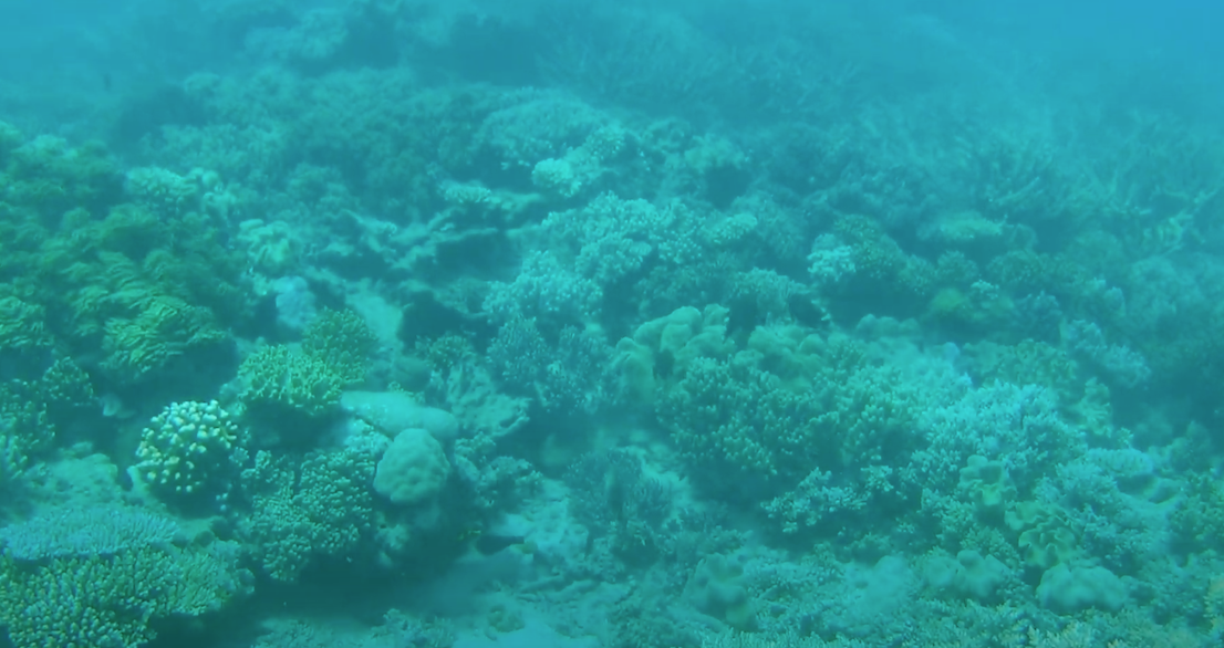 グレートバリアリーフの海中の見渡す限りサンゴの画像