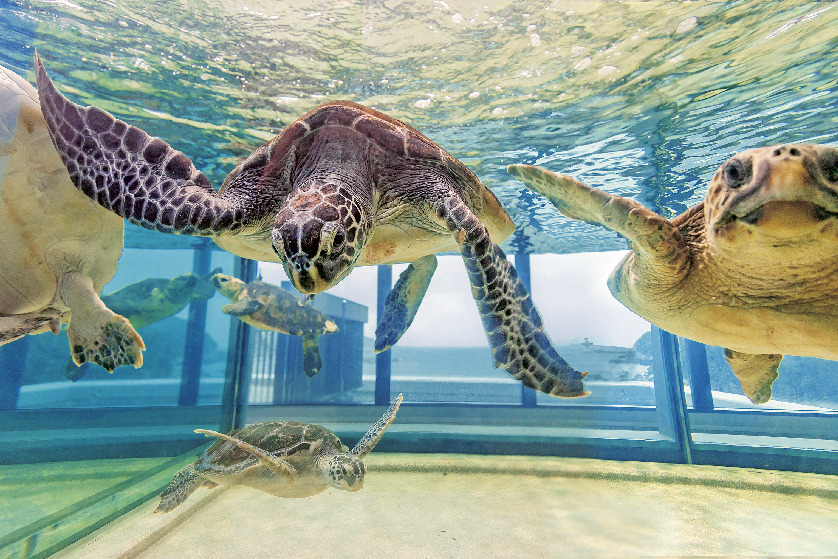 ウミガメ水槽