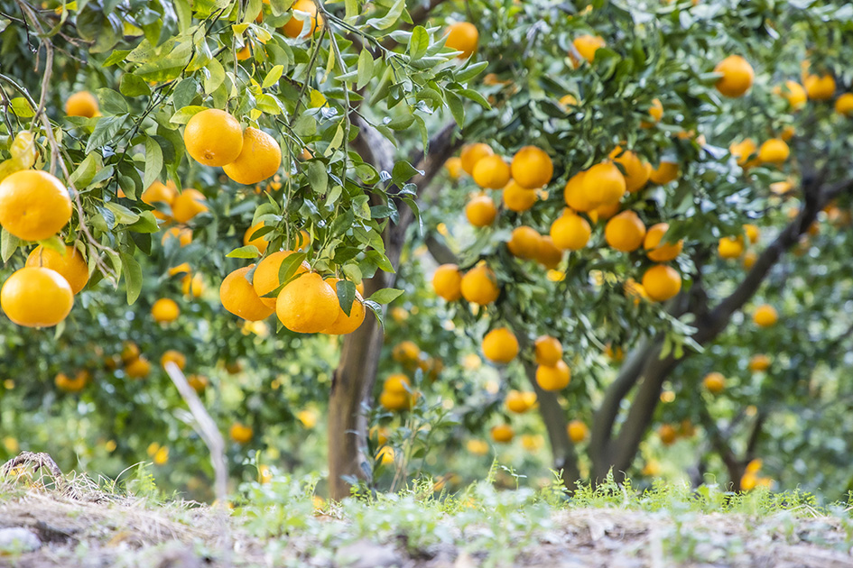 熊野古道 紀伊路