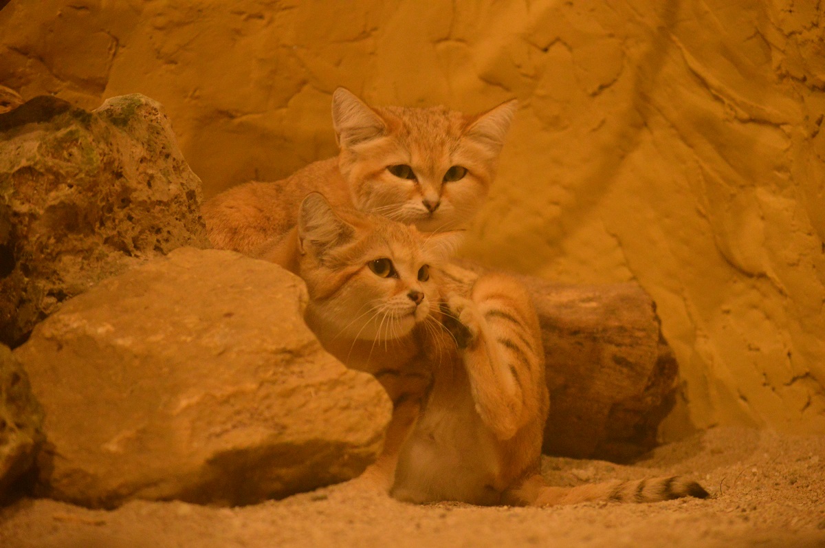 スナネコの「マシュリク」と「サディーカ」