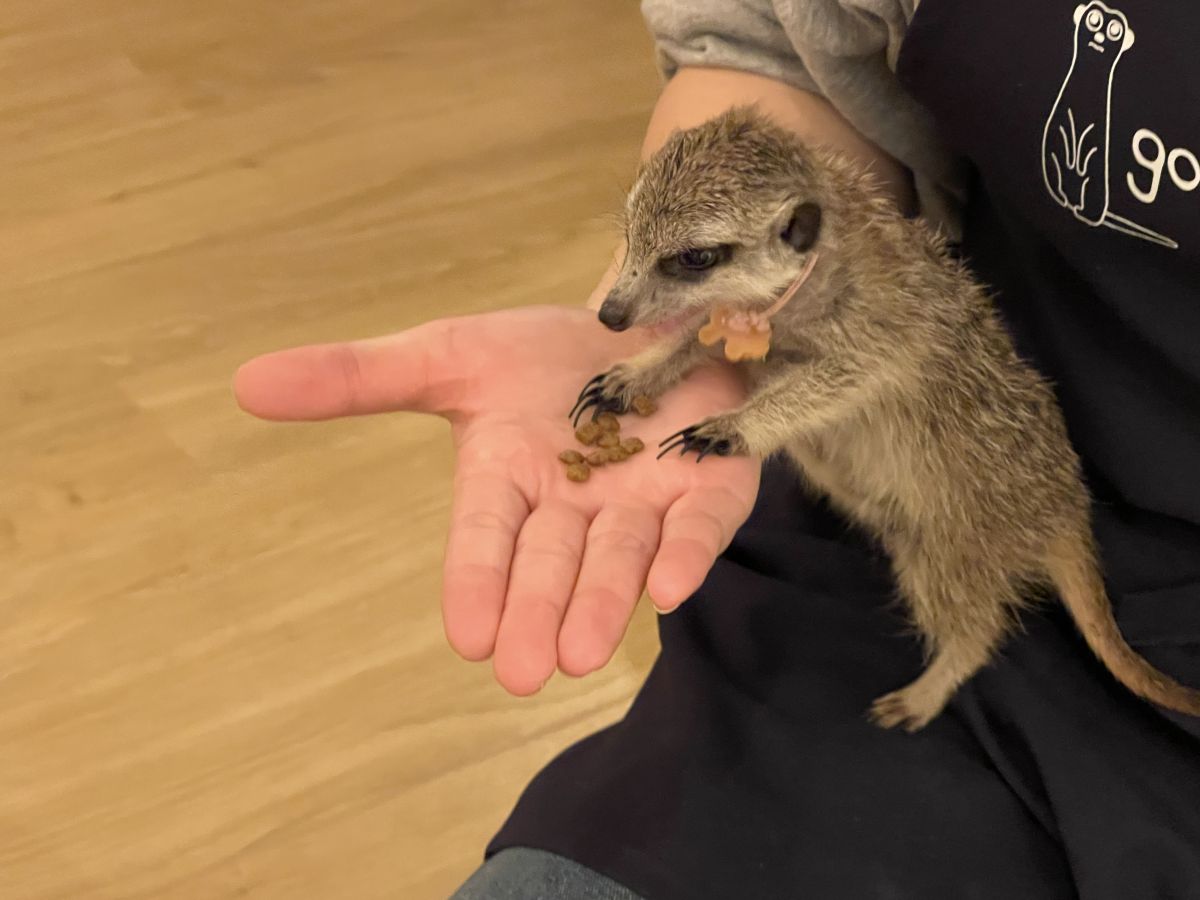 「ごはんあげ体験」330円