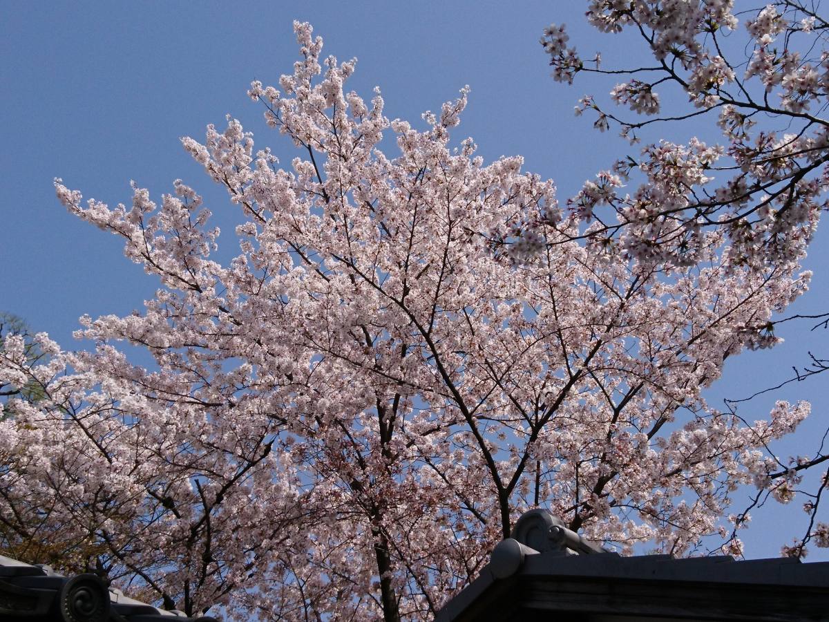 写真提供：廬山寺