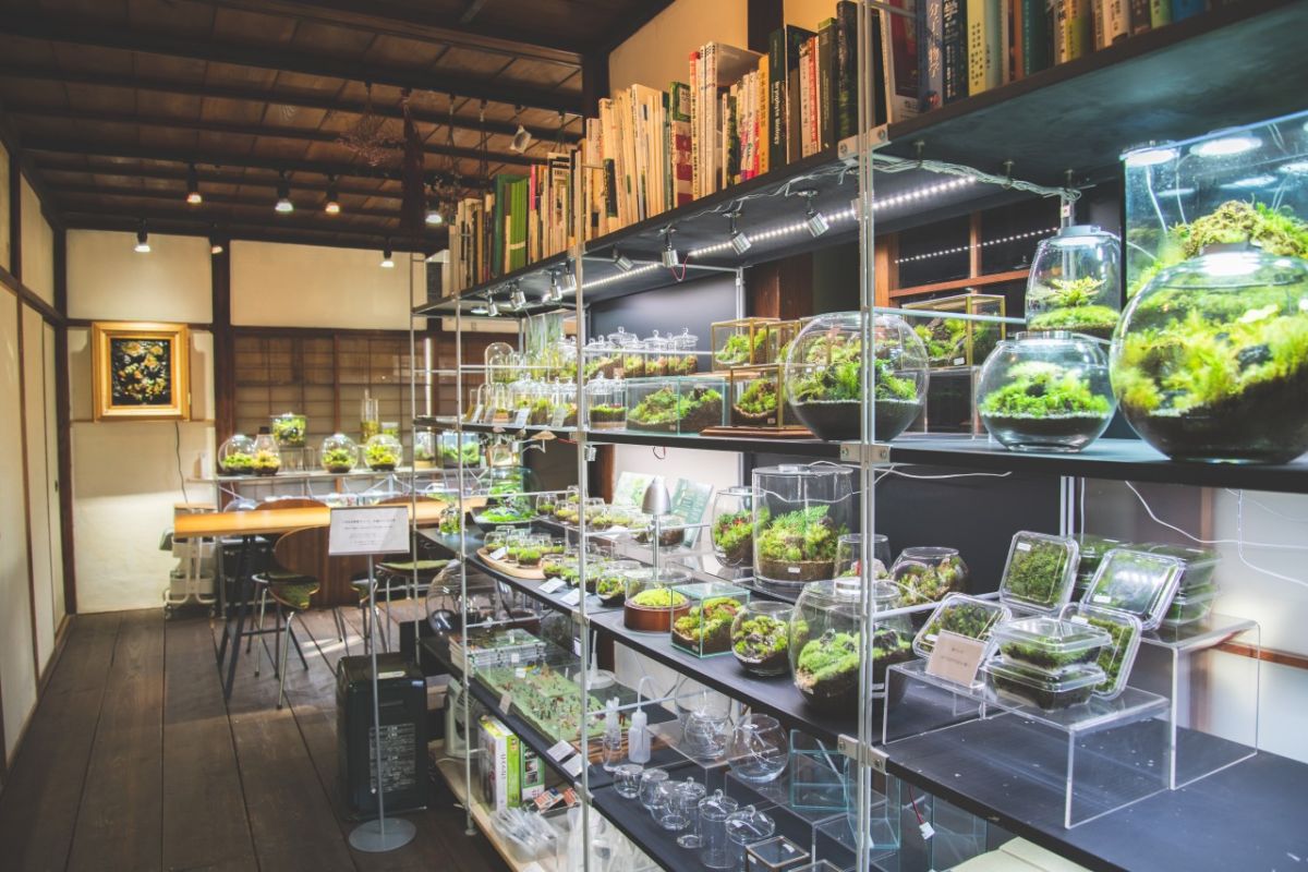 苔テラリウムが並ぶ店内の様子
