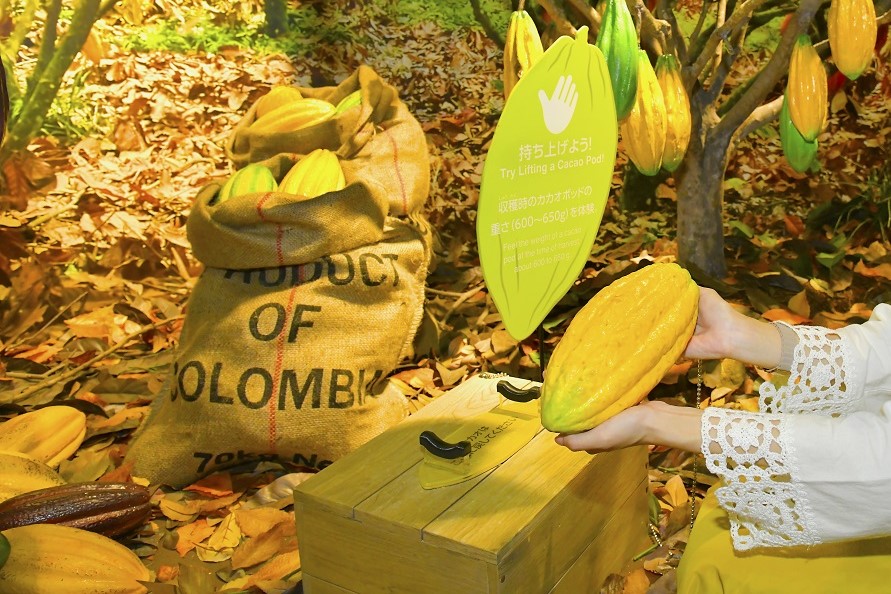 カカオの重さがわかるレプリカ