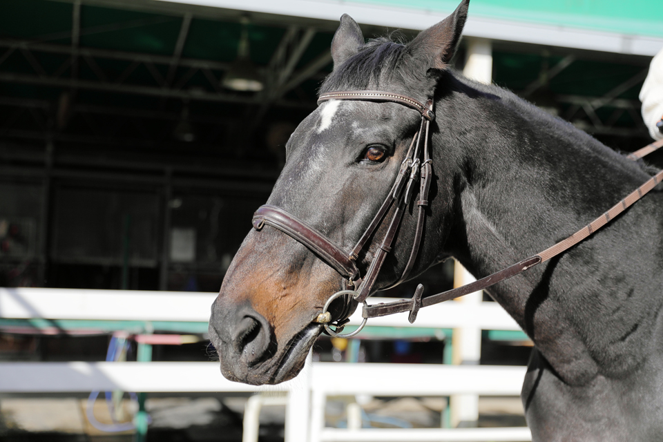 服部緑地乗馬センター