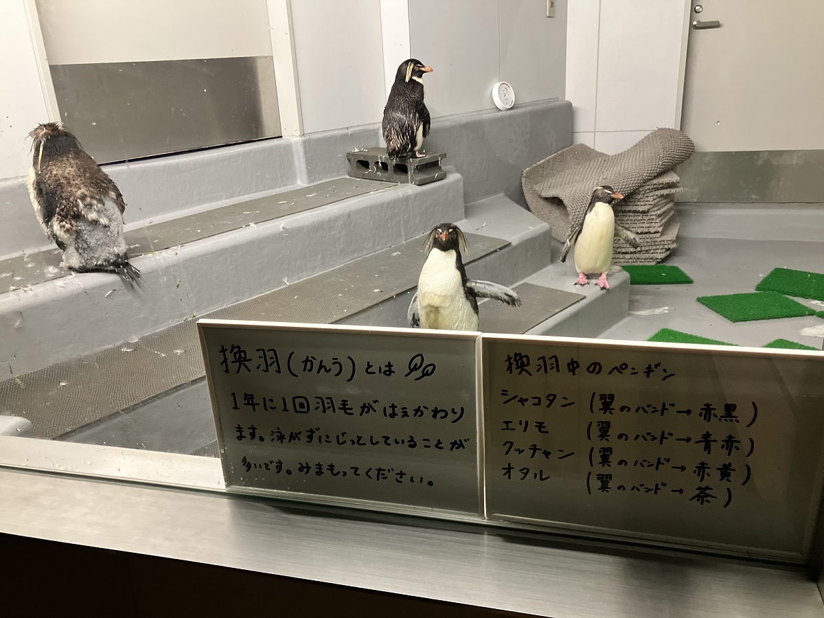 換羽（かんう）中のペンギン