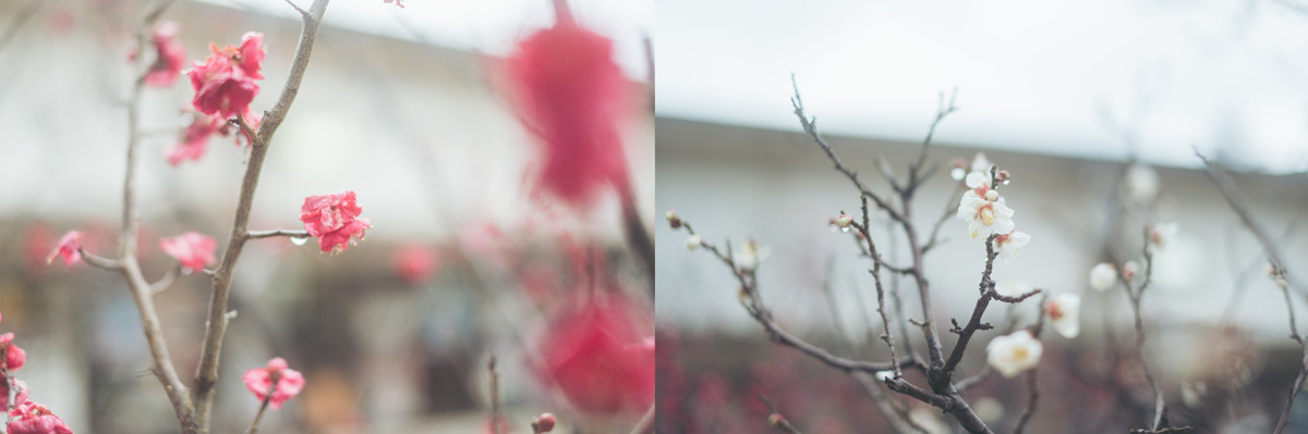 「松陰神社」境内に咲く梅 撮影:もなみん