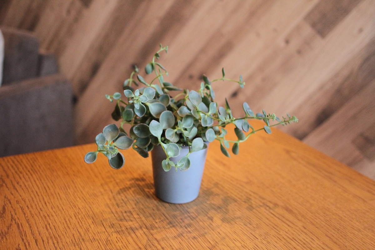 あちこちに置いてあるグリーンに癒やされる