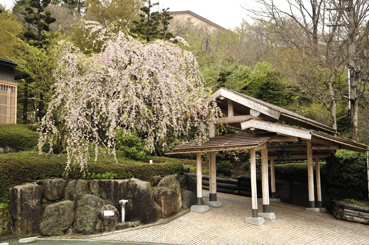しだれ桜が見事な春のエントランス