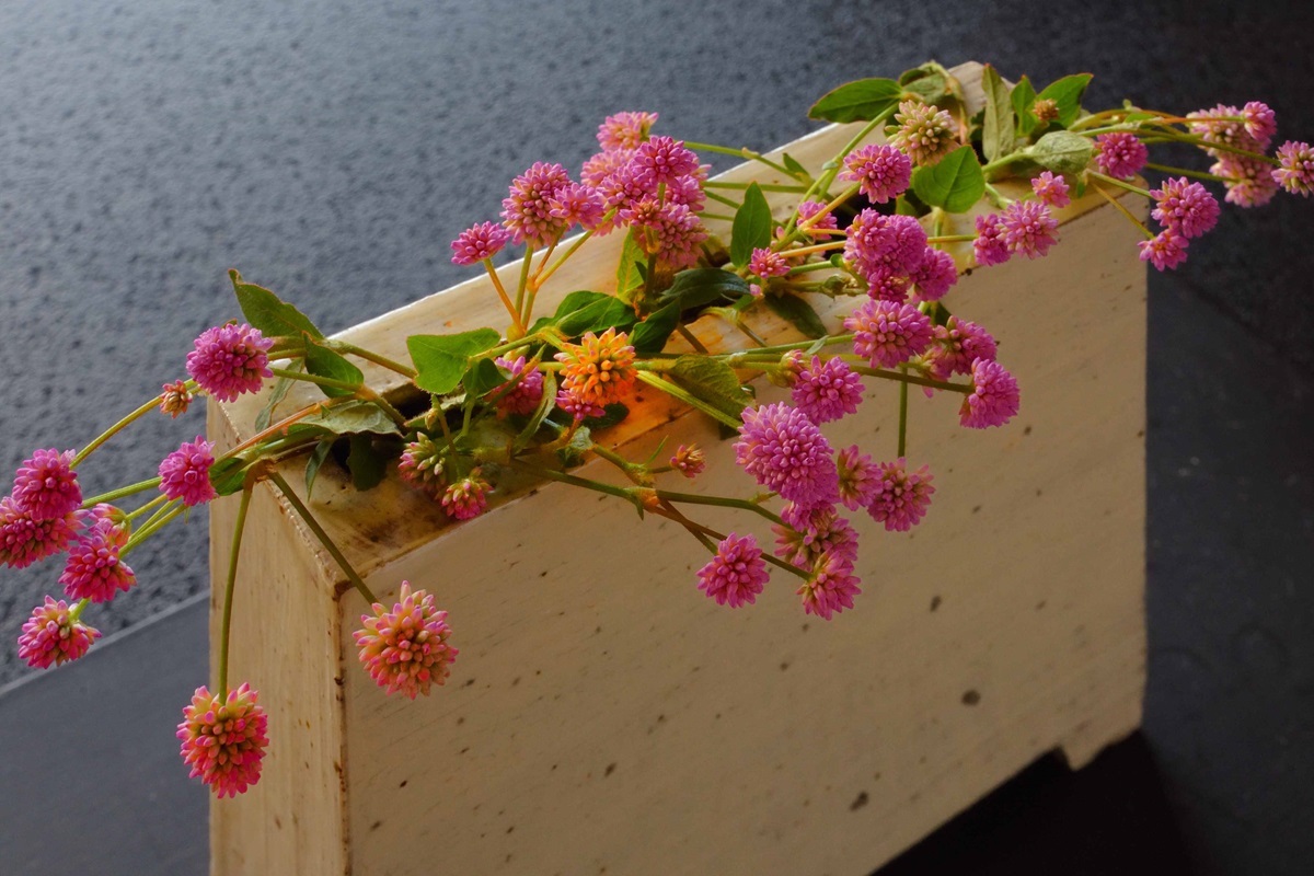 強すぎる繁殖力で毛嫌いされるヒメツルソバが、こんなにかわいらしく