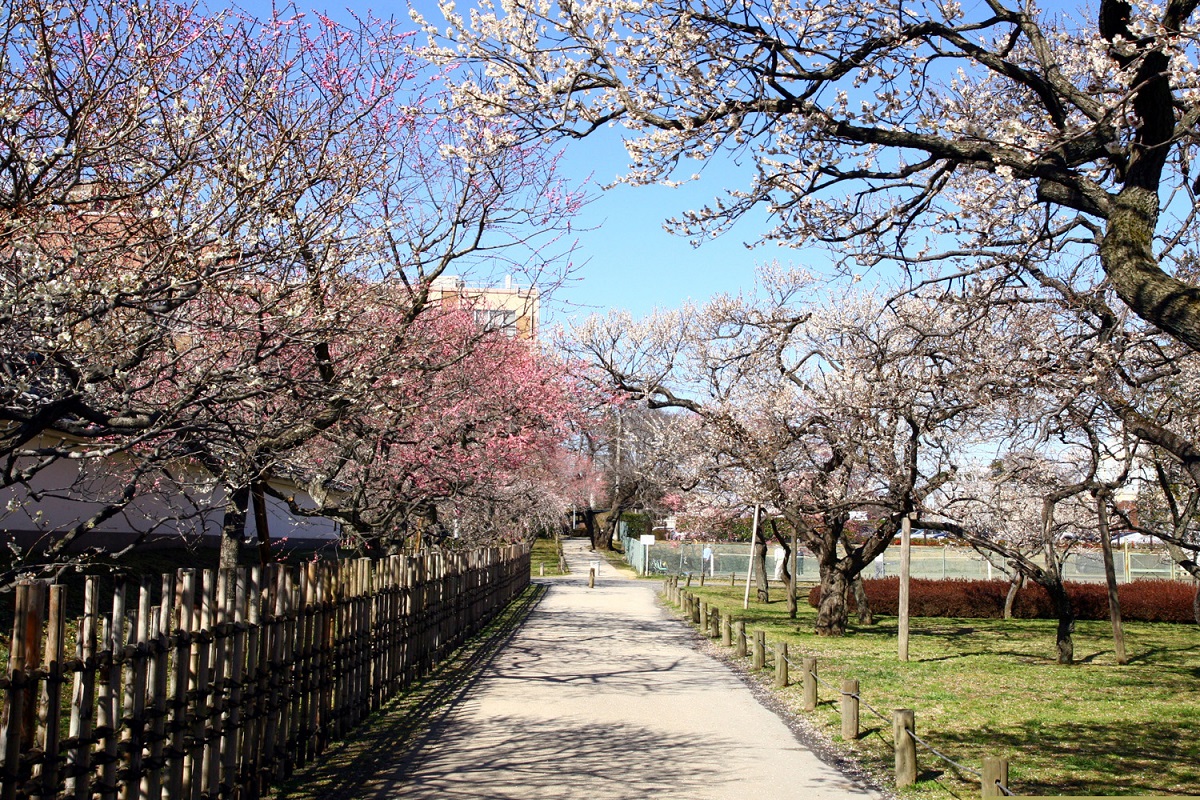 弘道館に脇に広がる梅林