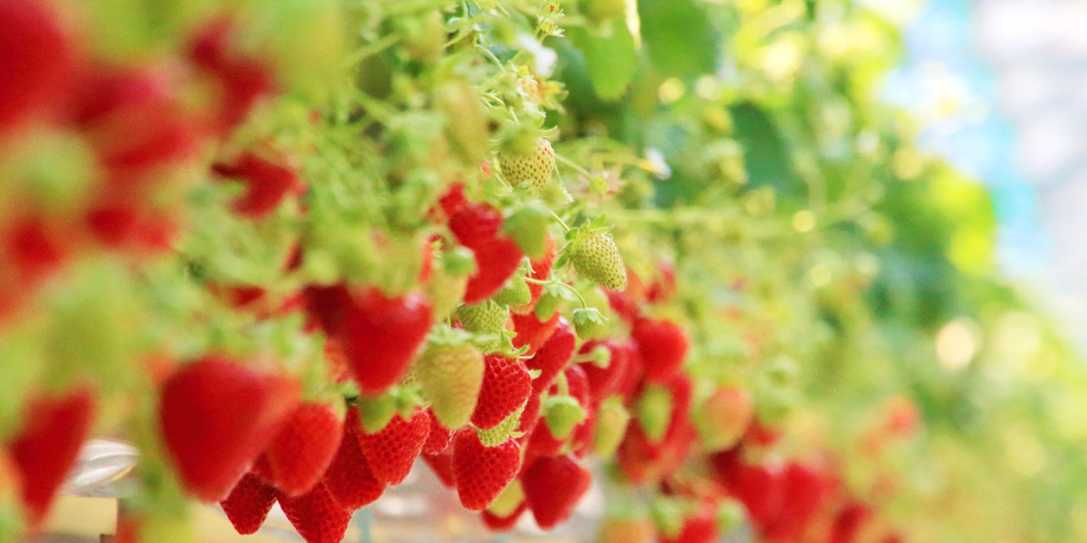 1月1日～1月31日のるるぶ&more.人気記事ランキングTOP10