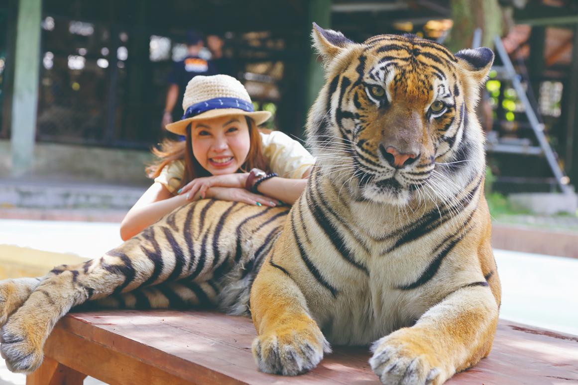 トラとこんなに近づける！
