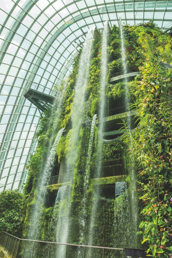 クラウド・フォレスト