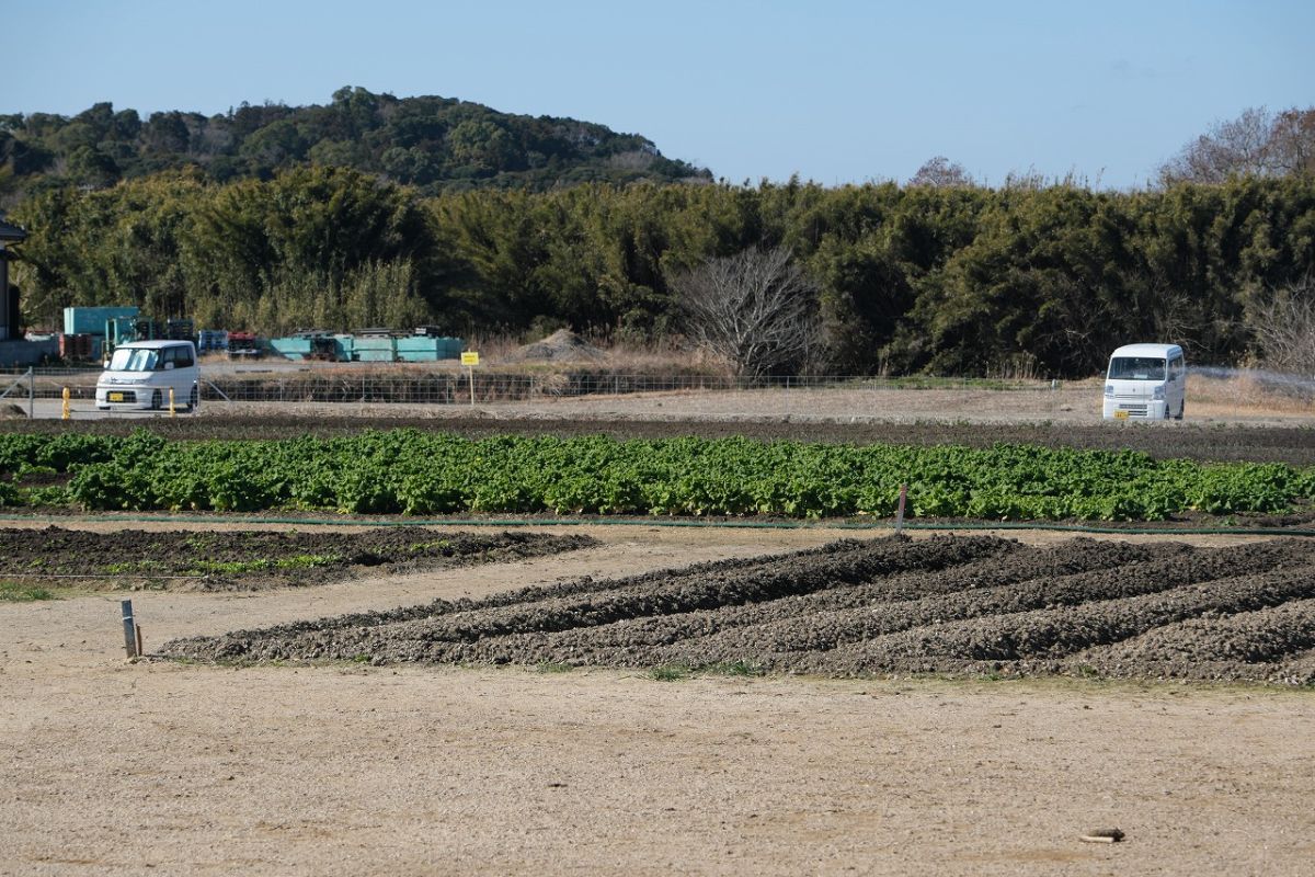 建物の裏手に広がる農園。訪問時には菜の花畑が