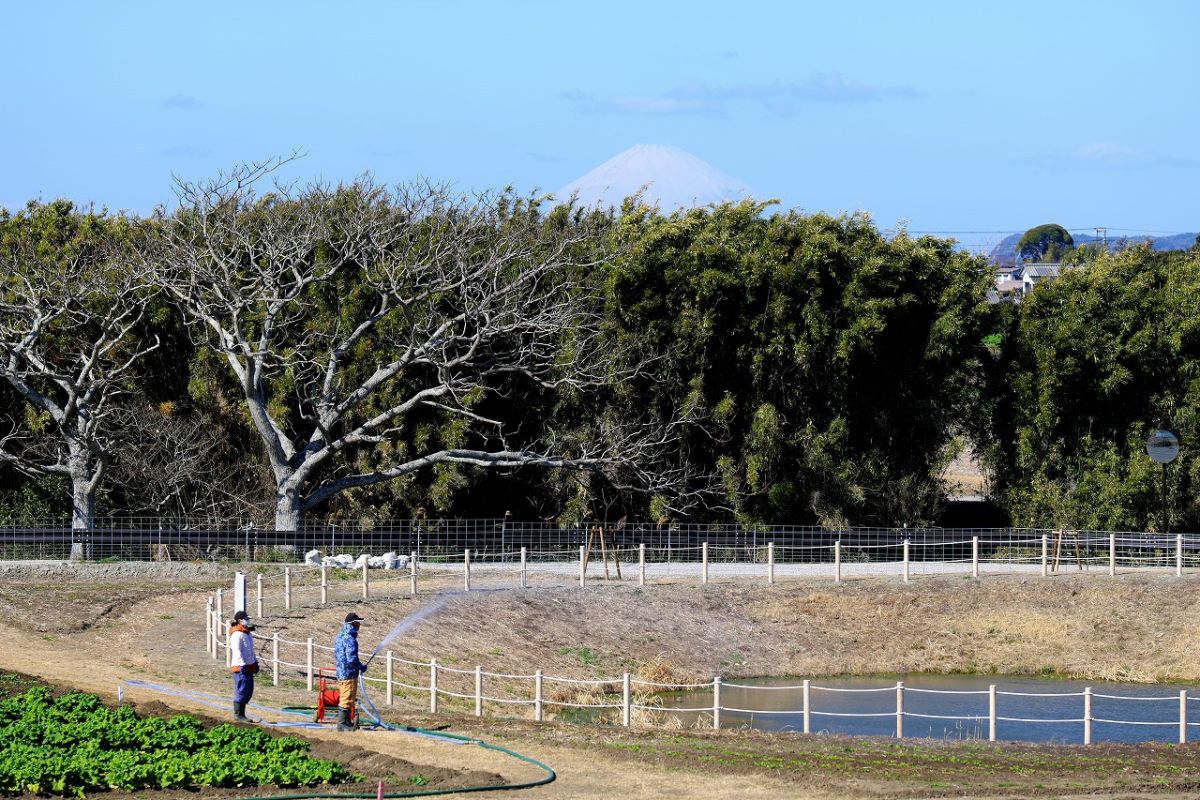 木立の向こうに富士山！