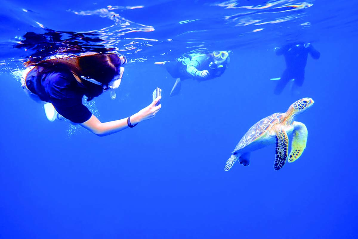 見ると幸運といわれるウミガメに高確率であえるそう