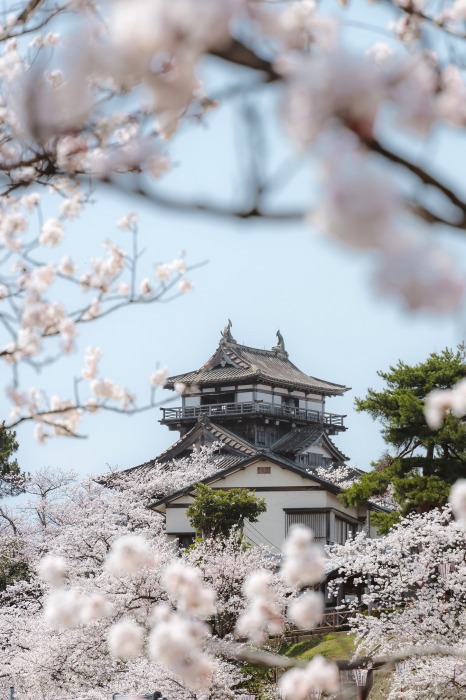 約400本のソメイヨシノが丸岡城を包みます