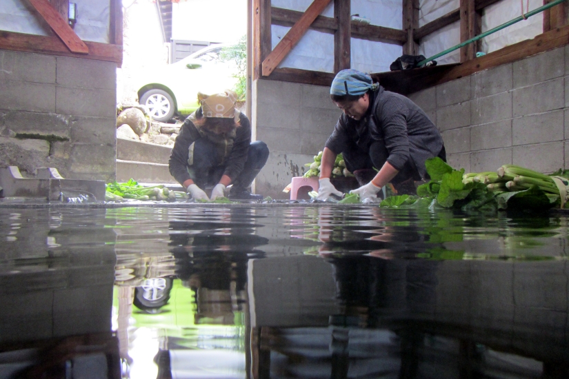 外湯で野沢菜を洗う光景は野沢温泉村ならではの風景です