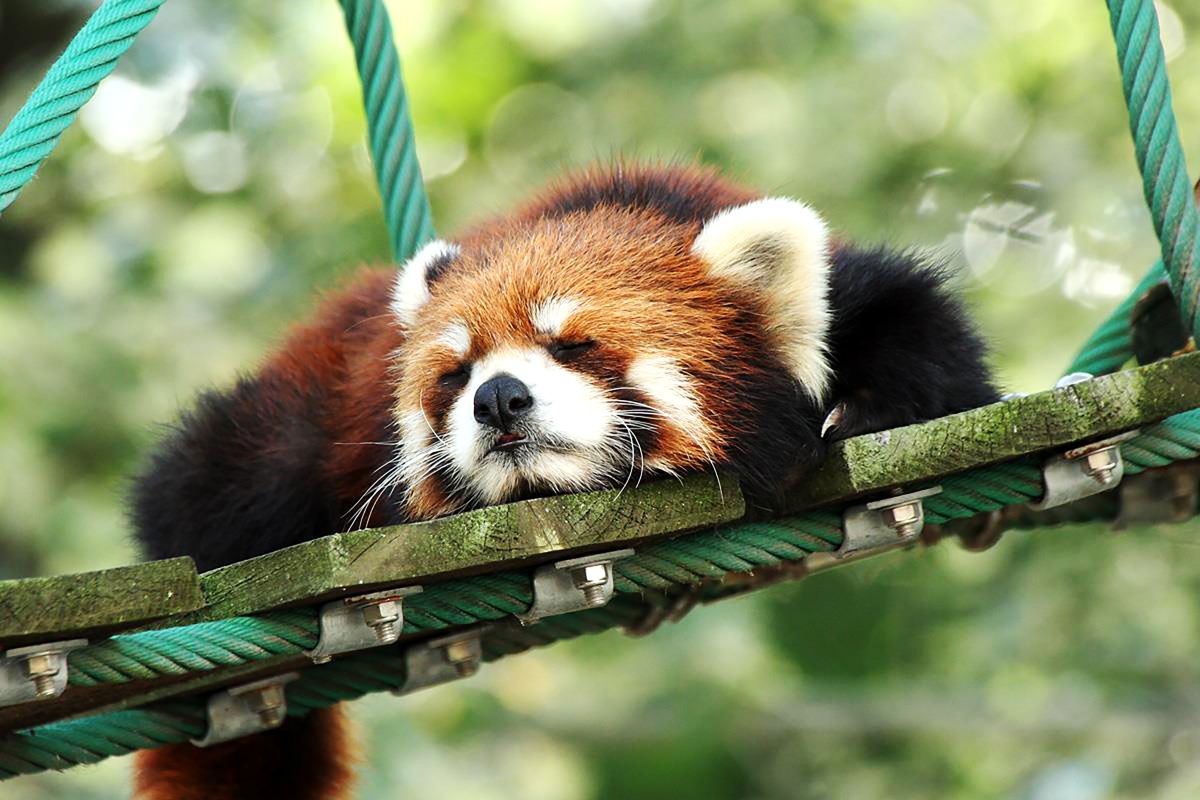 レッサーパンダ