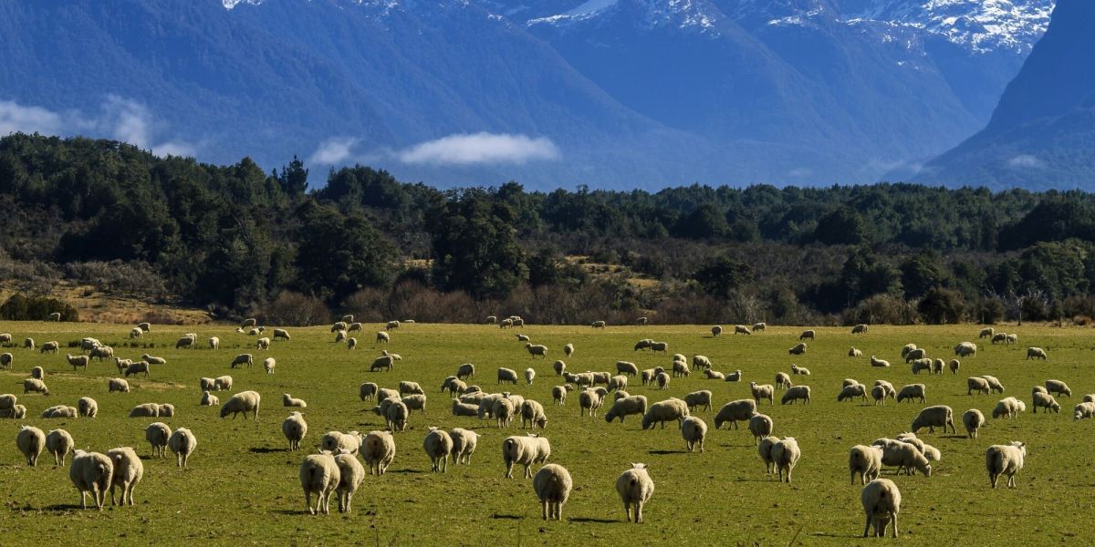 ニュージーランドの海外渡航情報！ ビザは必要？ 時差は？ 変換プラグのタイプは？ ニュージーランド旅行の際に知っておきたいことまとめ（2025年9月24日更新）