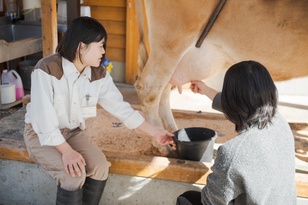乳しぼり体験」無料