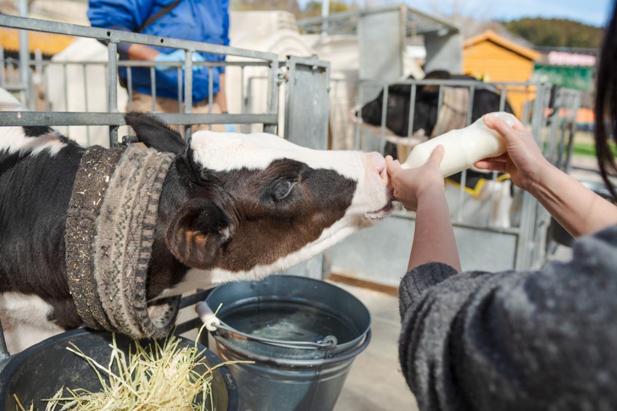 「仔牛のミルクやり体験」300円／先着順