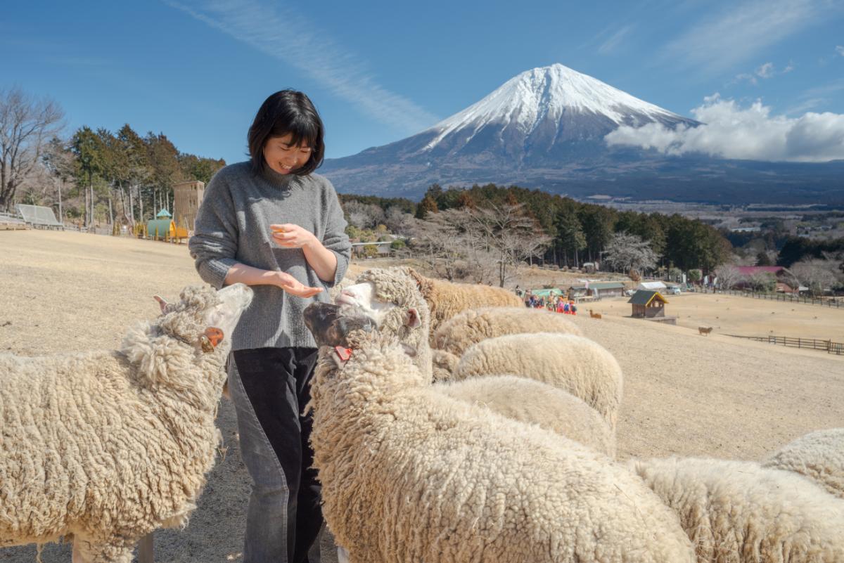 「羊のエサやり体験」エサ100円