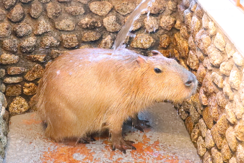 温泉に打たれるカピバラ