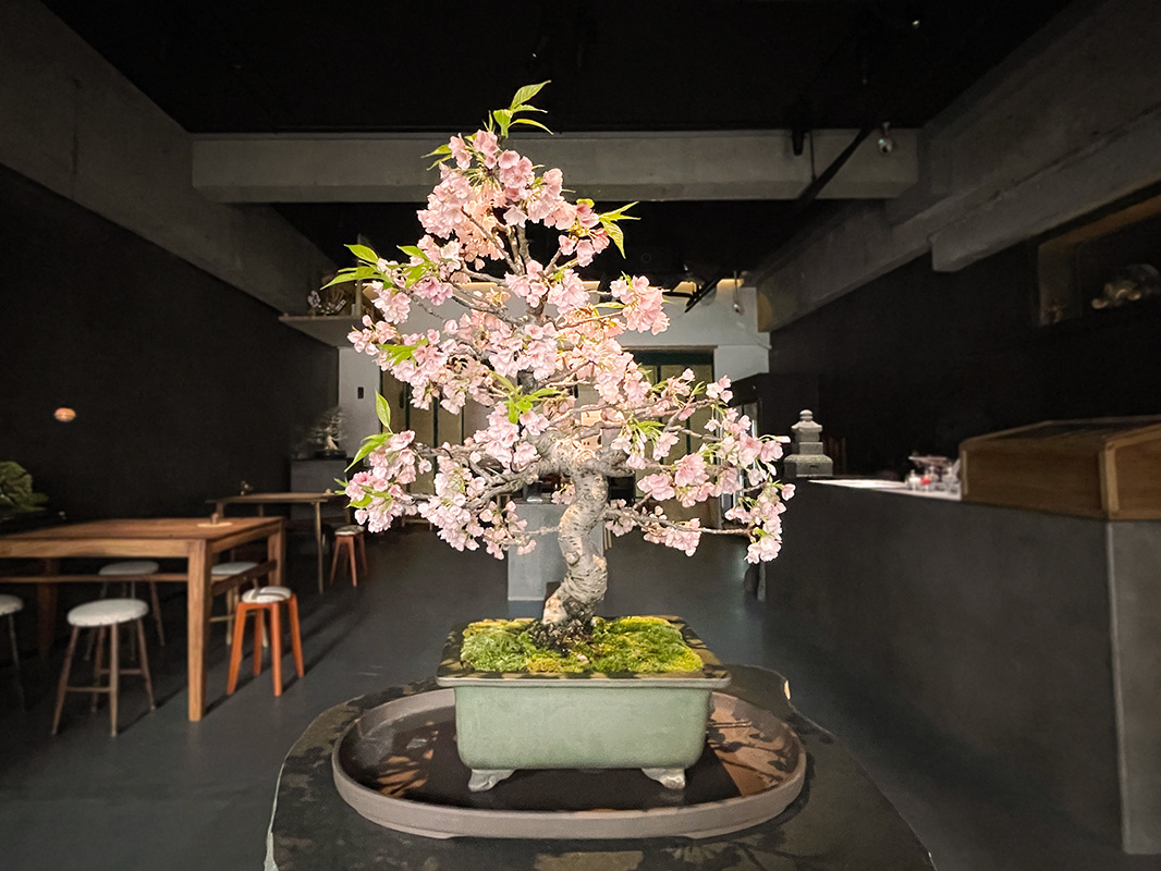 TRADMAN'S BONSAI サイドテーブル BONSAI DISPLAY- BonsaiRental Tel 03-6822-3223 Mail info